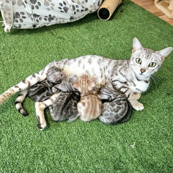 Maisonleopard litter S3