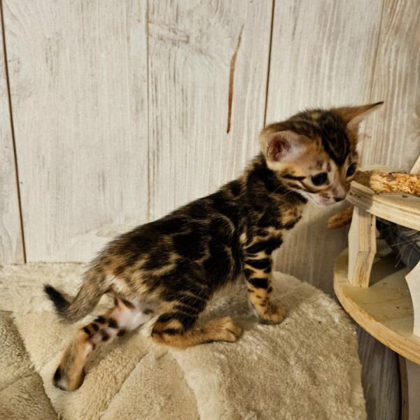 Maisonleopard Bella Donna