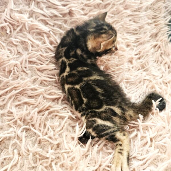 Maisonleopard Amore Mio