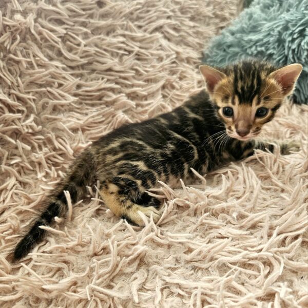 Maisonleopard Amigo