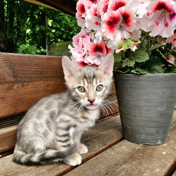 Maisonleopard Charlie