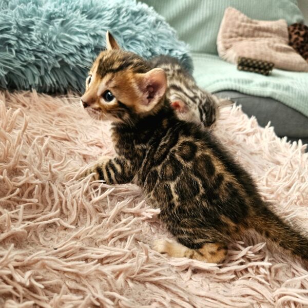 Maisonleopard Adora