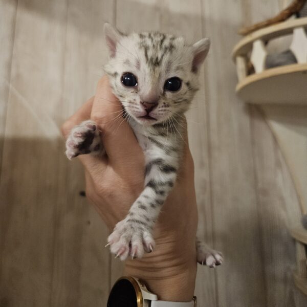 Maisonleopard Jasper