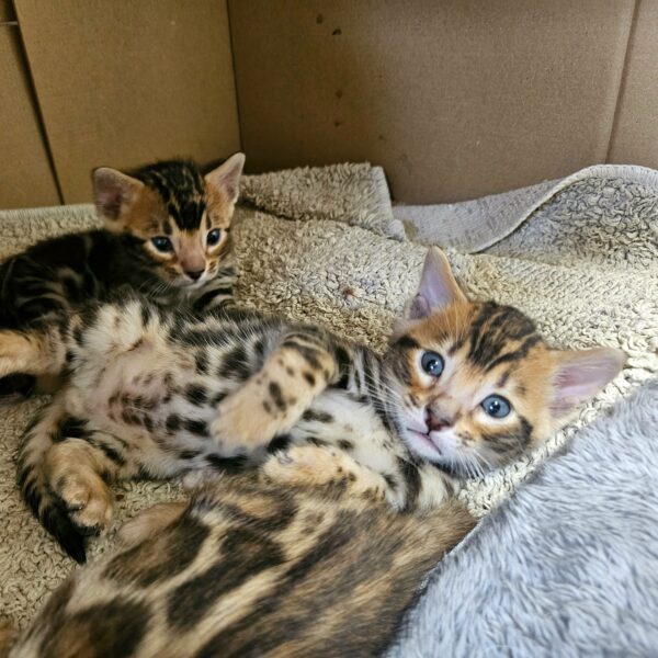 Maisonleopard Indico