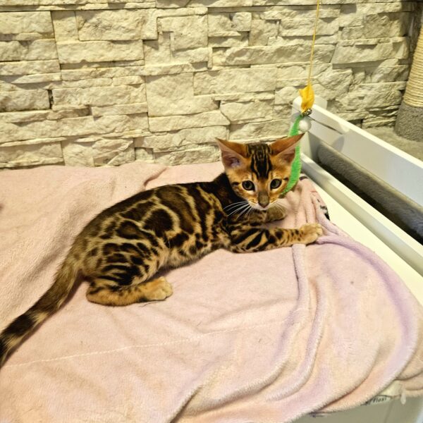 Maisonleopard Gaia-Miila