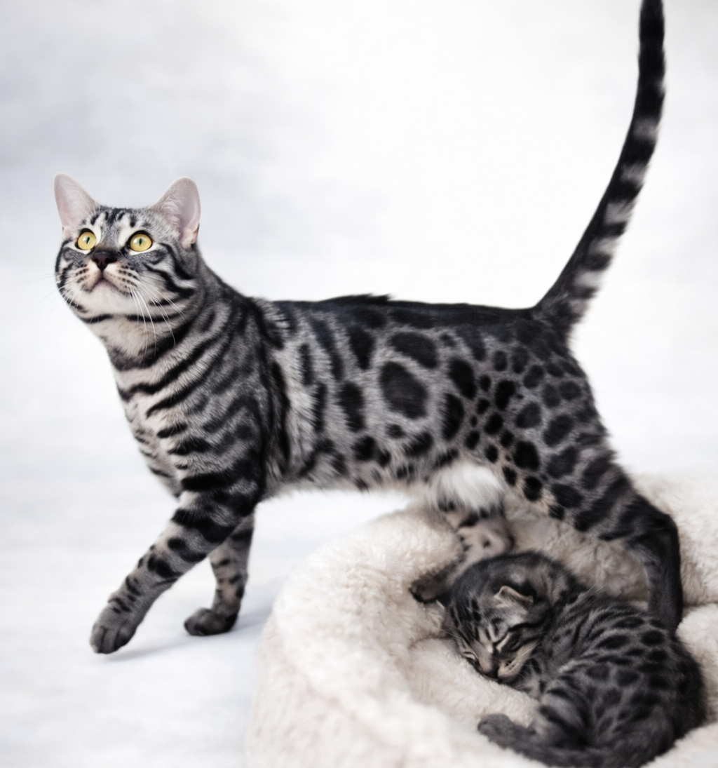 black_bengal