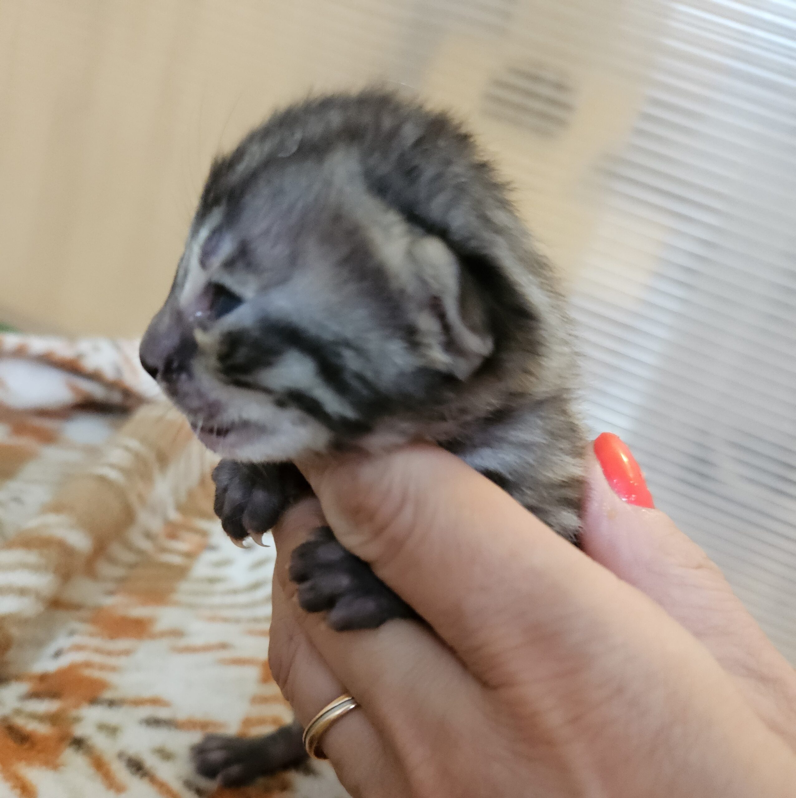 silver_charocal_bengal