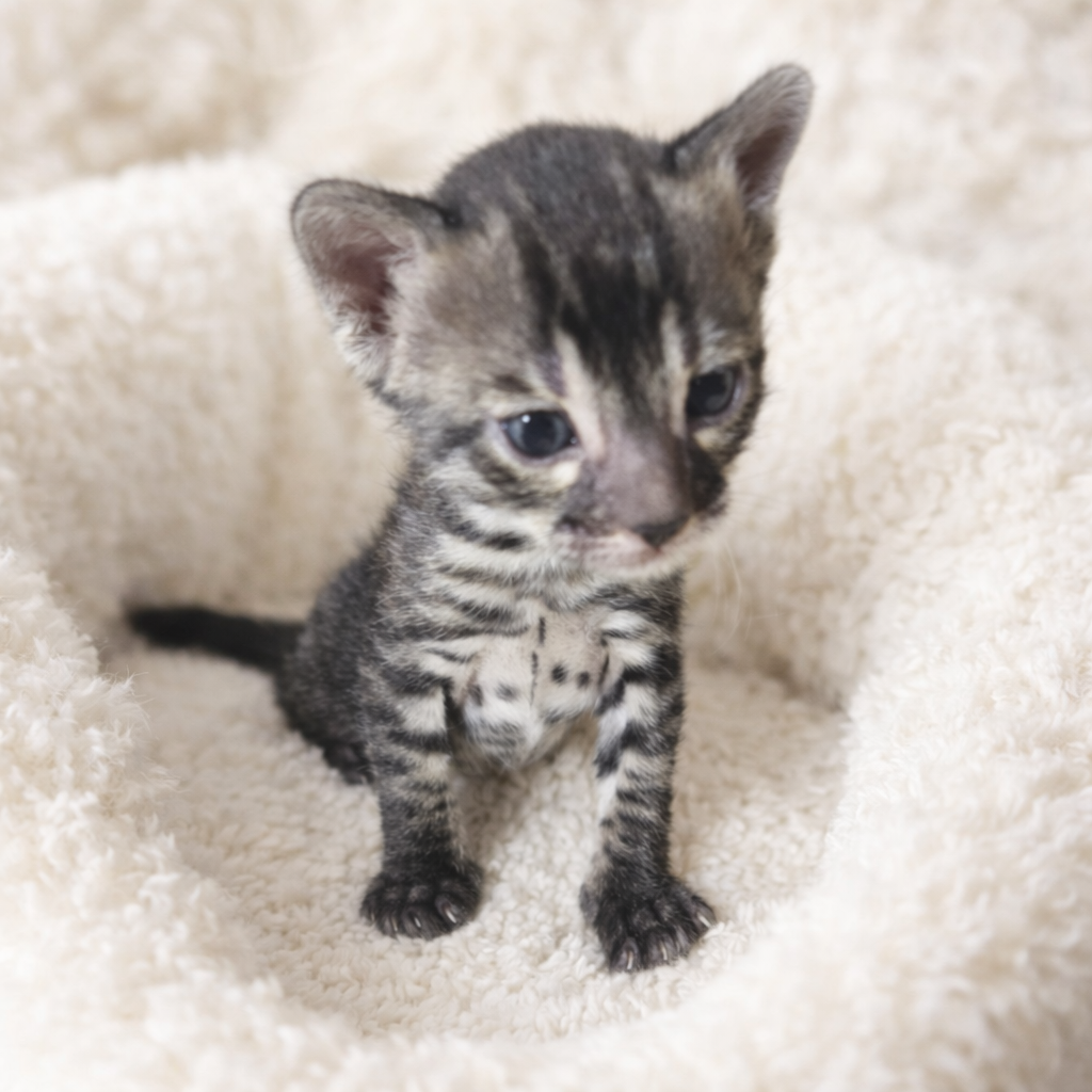 silver_charocal_bengal