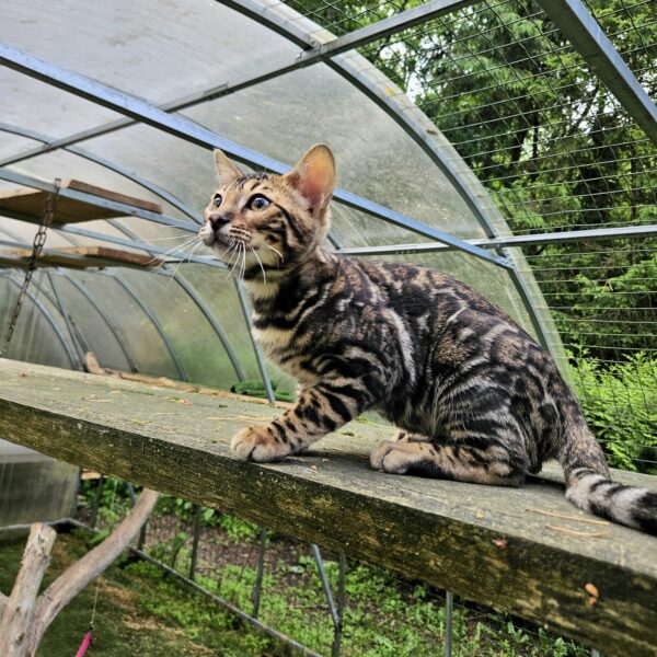 Maisonleopard Milo