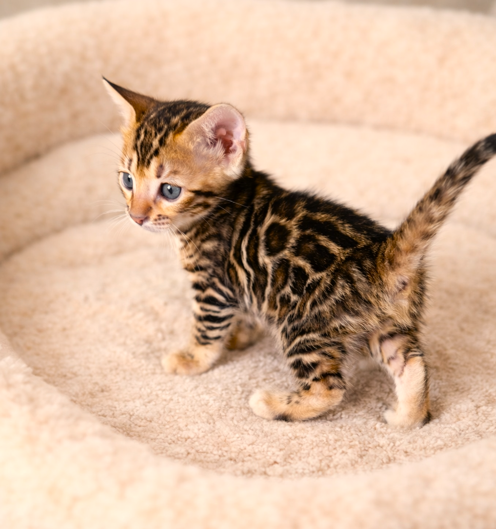 ChatGPT Image Mar 14, 2026, 09_53_10 AM