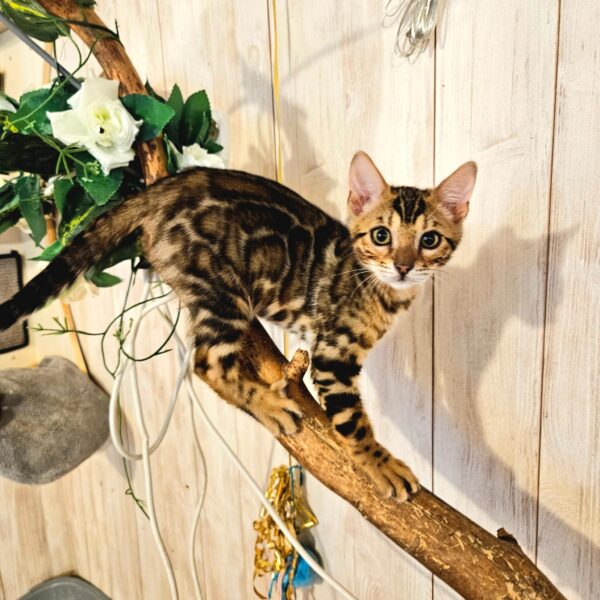 Maisonleopard Lolo