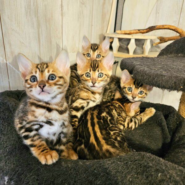 Maisonleopard Litter L4