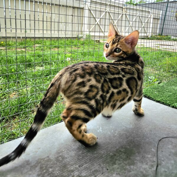 Maisonleopard Kenzo