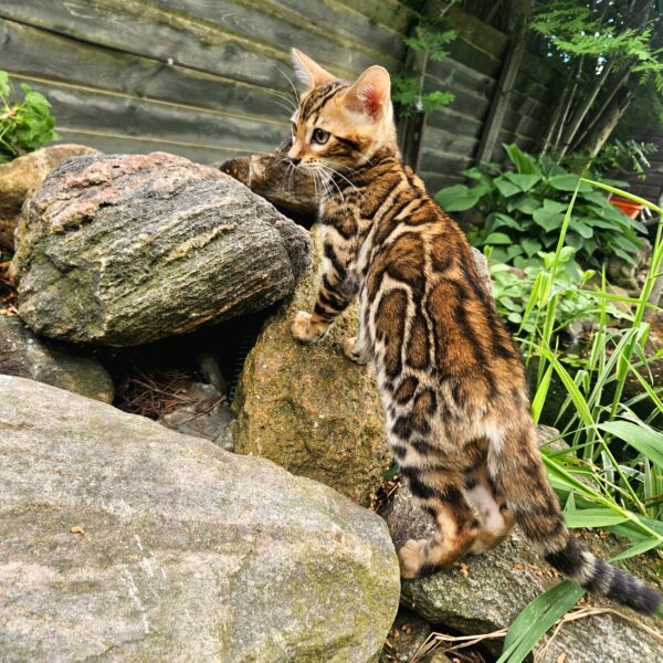 Maisonleopard Nellie