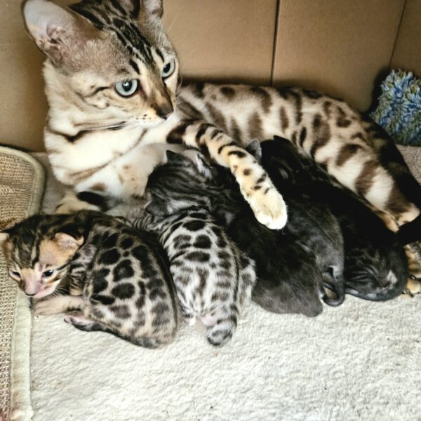 Litter O4