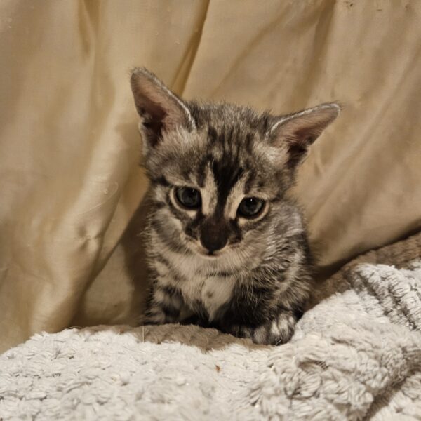 Maisonleopard Odelia