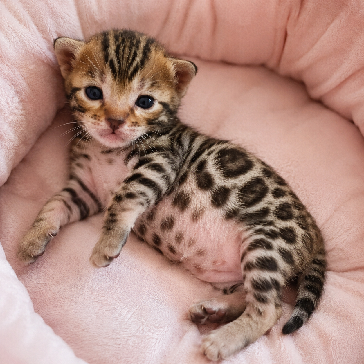 pruun bengal